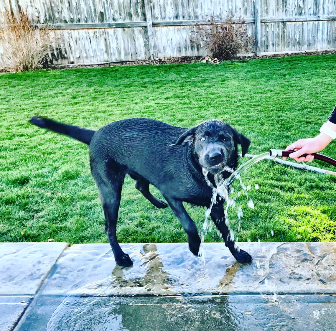 Duke Loves Water