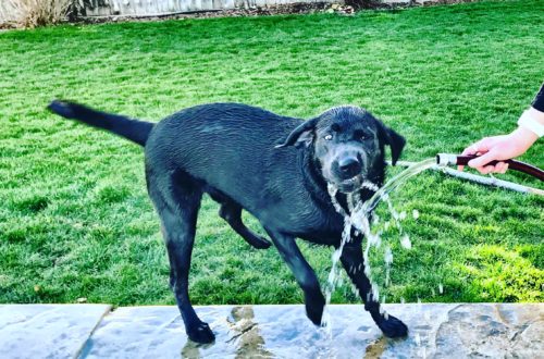 Duke Loves Water